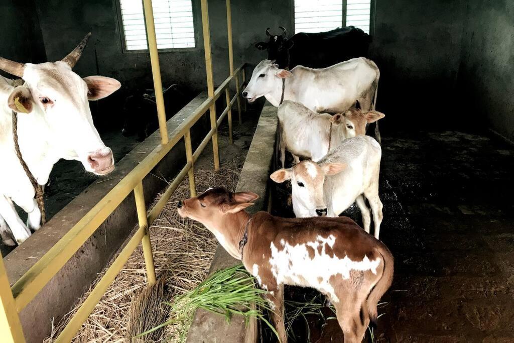 Mars Jungle Adventure Stud Farm With Private Jacuzzi Villa Narsinge Exterior photo